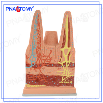 PNT-0476 Fábrica directa vellosidades intestinales organizar modelo para estudiantes y médicos